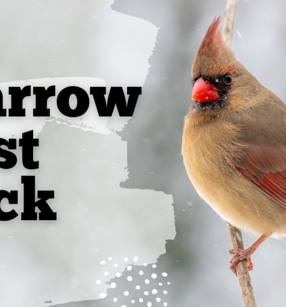 Sparrow Frost Black
