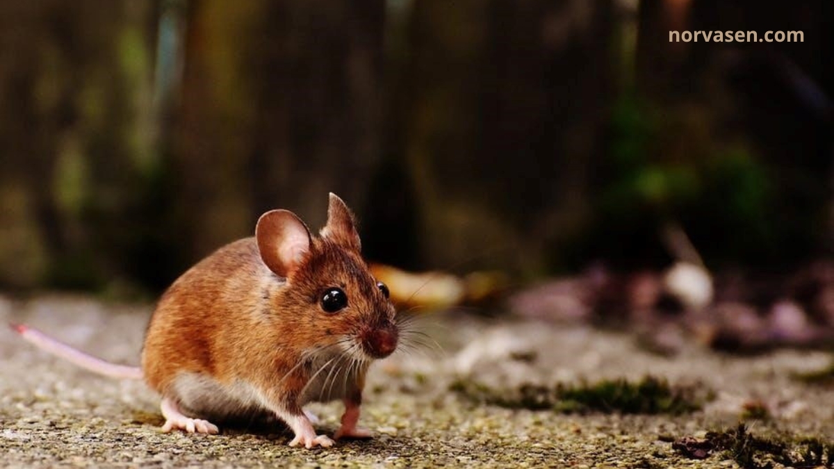 Rodent Control Strategies