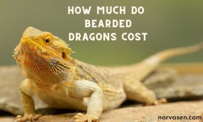 how much do bearded dragons cost