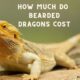 how much do bearded dragons cost