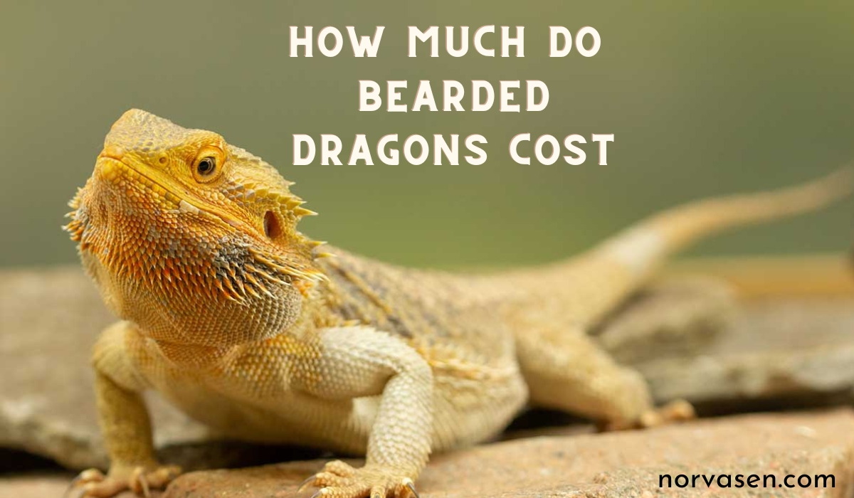 how much do bearded dragons cost