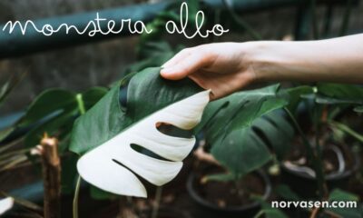 monstera albo