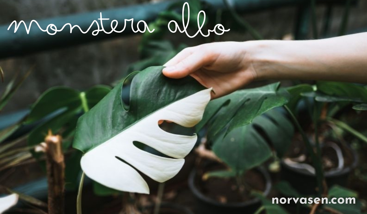 monstera albo