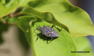 Natural Grass Bug