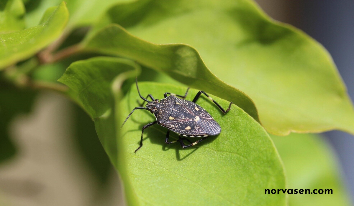 Natural Grass Bug