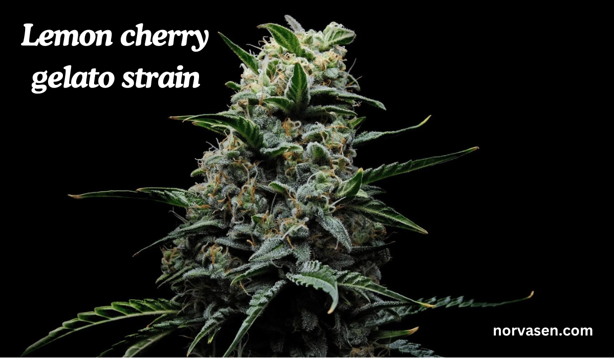 lemon cherry gelato strain