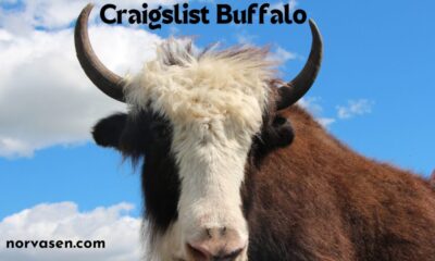 craigslist buffalo