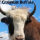 craigslist buffalo