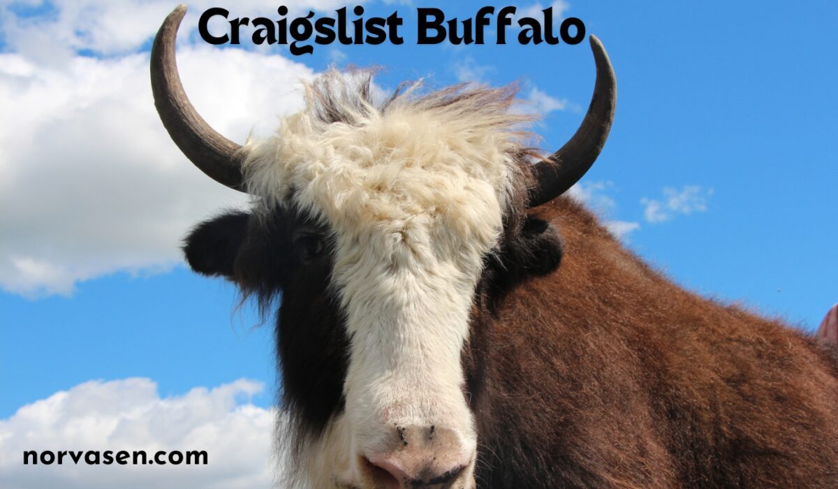 Discovering Craigslist Buffalo: Your Ultimate Guide to Local ...