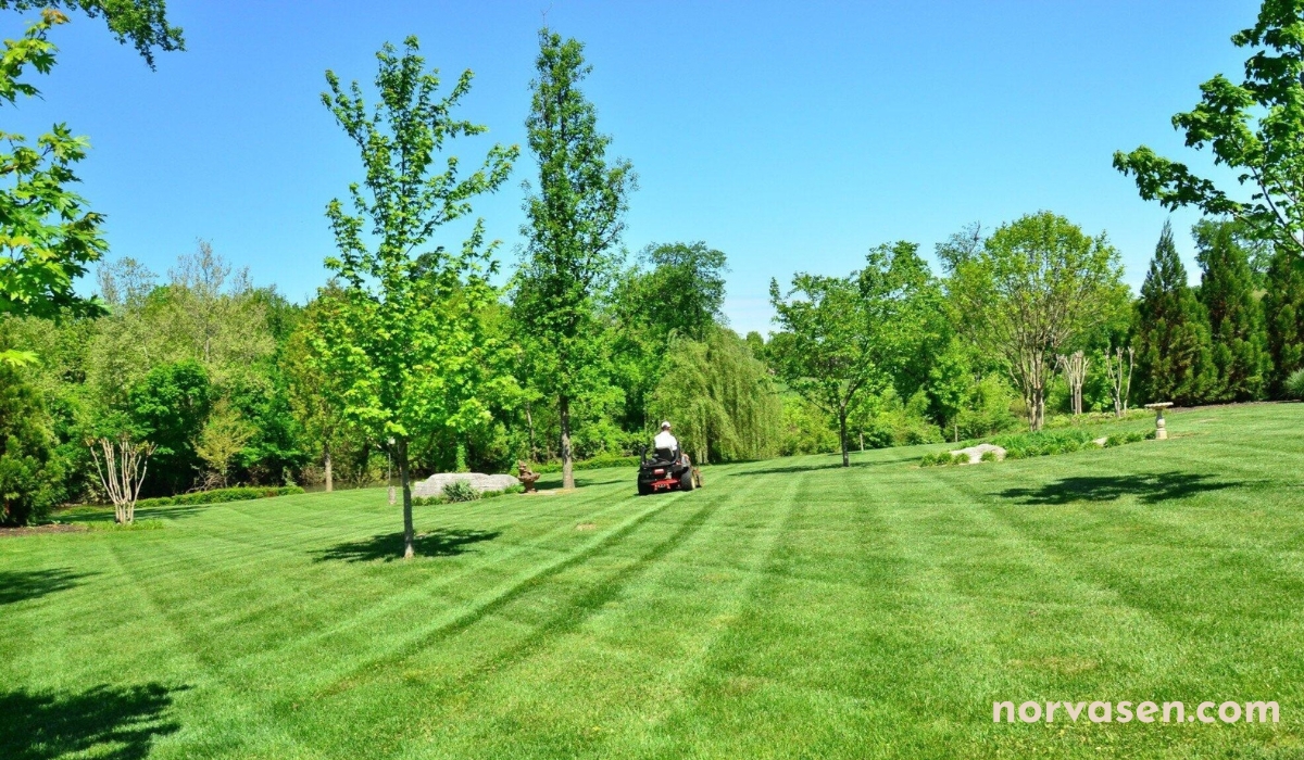 Professional Lawn Care