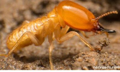 Termite Treatment