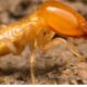 Termite Treatment