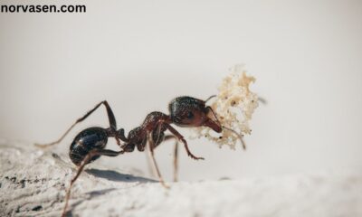 Ants Invade