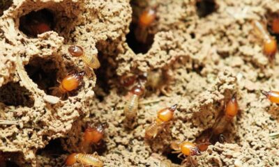 Pest Termite Inspection ASAP