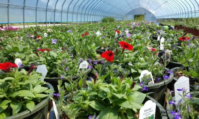 the benefits of plant nurseries webfreen.com