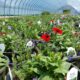 the benefits of plant nurseries webfreen.com