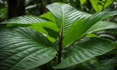 White Vein Kratom