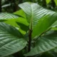 White Vein Kratom